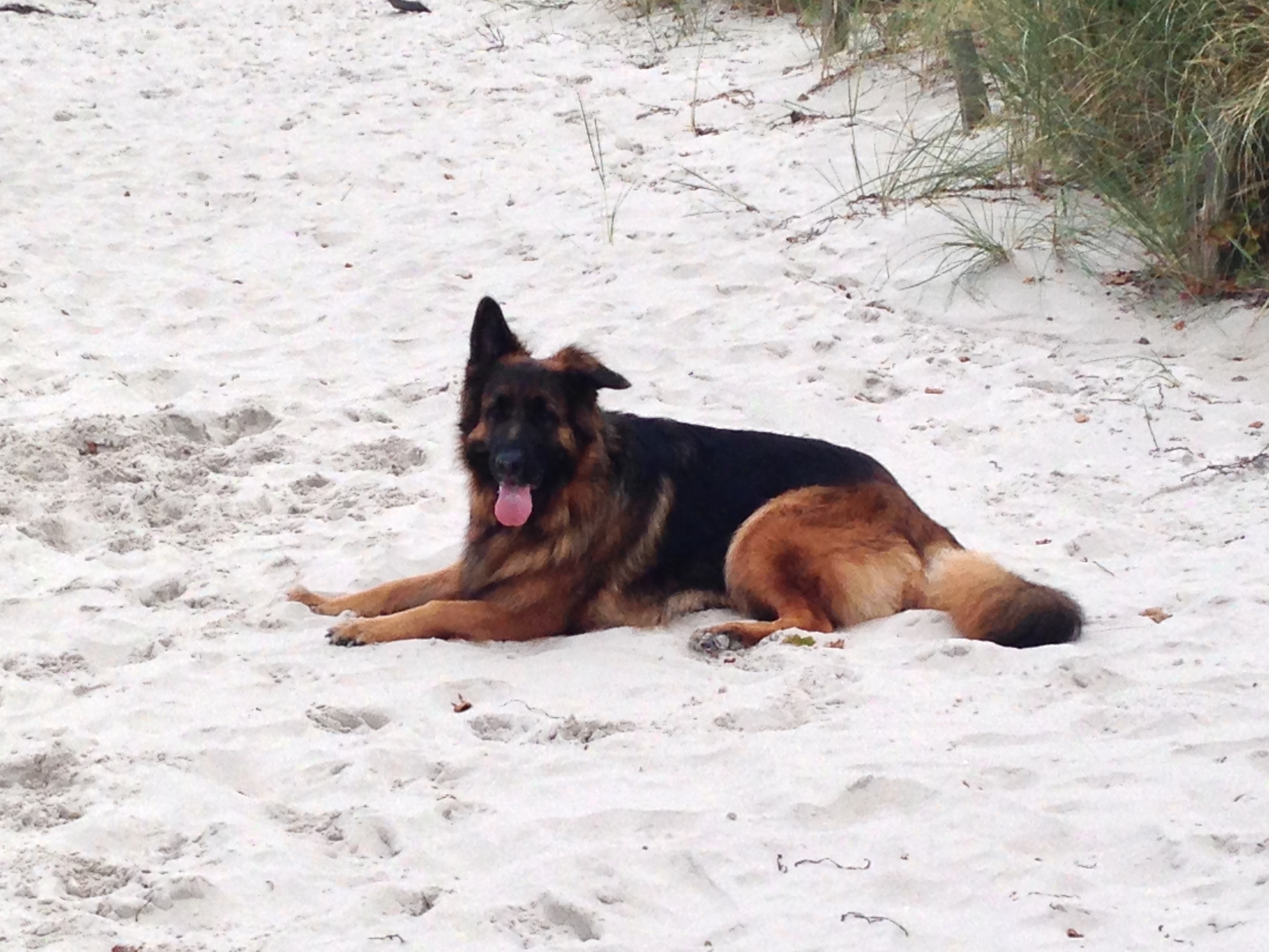 Urlaub mit Hund